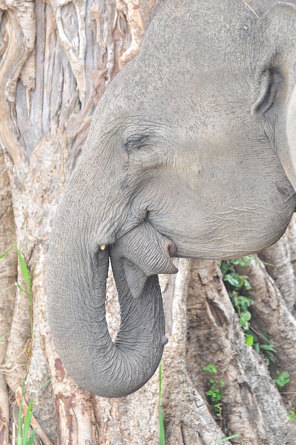 Schlafender asiatischer Elefant im Udawalawe NP auf Sri Lanka. Wir standen etwa eine Stunde im leichten Nieselregen, mit abgeschalteten Motor, dicht bei der Herde Elefanten. Mit der Zeit kehrte immer mehr Ruhe in der Herde ein und dann nahm dieser seinen Rssel ins Maul und schlo die Augen. Ein toller Moment. Foto vom 30.08.2010.
