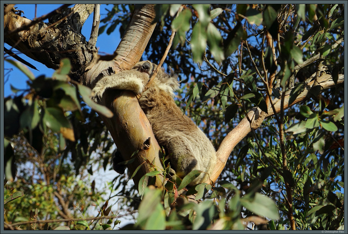 Schlafender Koala in einem Eukalyptusbaum. (Great Otway Nationalpark, Australien, 02.01.2020)