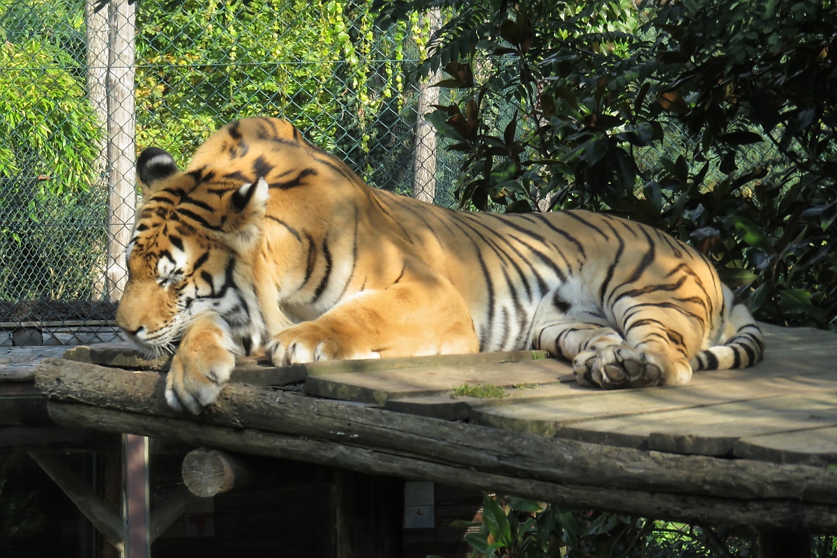 Schlafender Tiger im Zoo d'Amneville, 26.9.2017