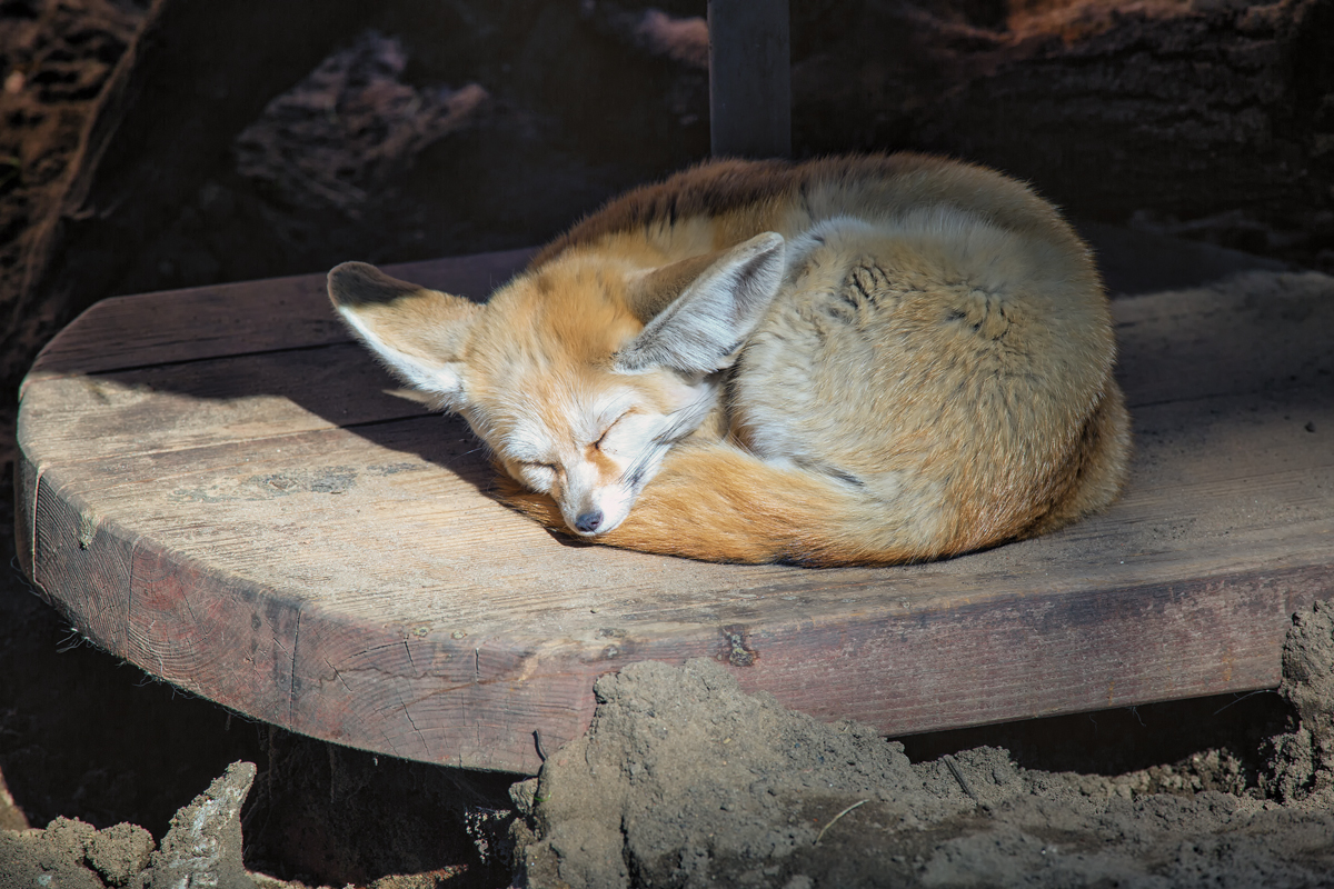 Schlafender Wstenfuchs im Tierpark Ueckermnde. - 05.04.2015