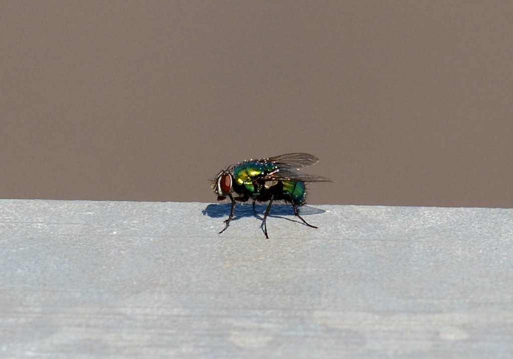 Schmeifliege auf einem Gelnder am Flugplatz Bonn-Hangelar - 17.08.2016