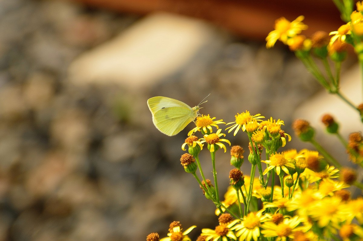 Schmetterling auf einer Blume am Bahndamm der Kbs 485. 1.8.2014