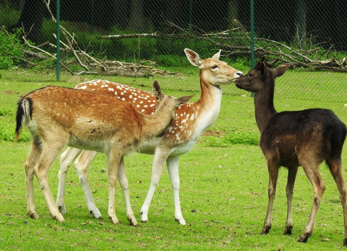 SCHMUSESTUNDE BEI FAMILIE REH
gesehen am 6.8.2017 im Wildpark BAD MARIENBERG/WESTERWALD....Auf dem weitlufigen Gelnde
kann man wunderbar Tierbeobachtungen und -Fotografien machen....