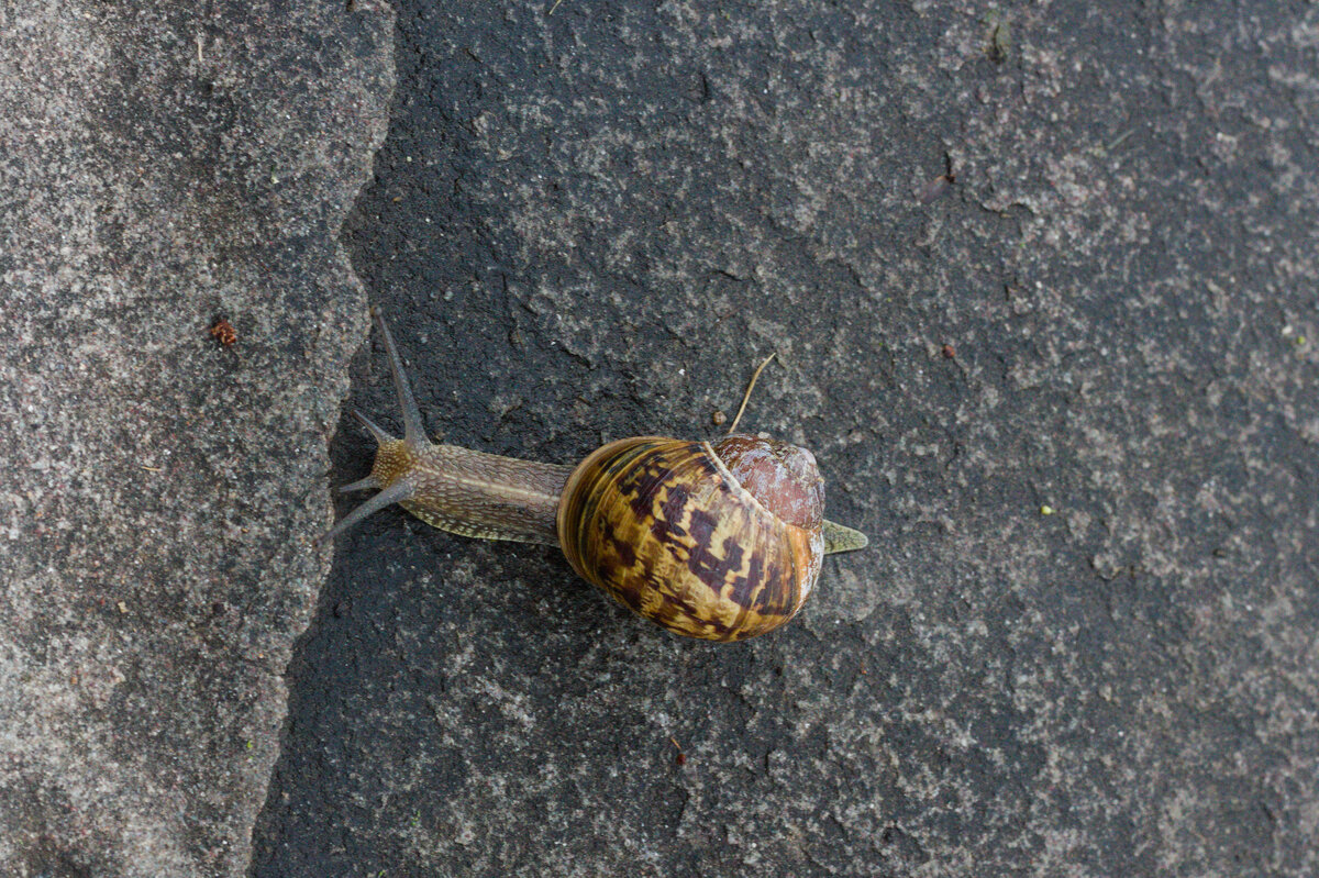 Schnecke einsam und verhltnismig schnell auf feuchtem Weg unterwegs am 24.07.2021. 