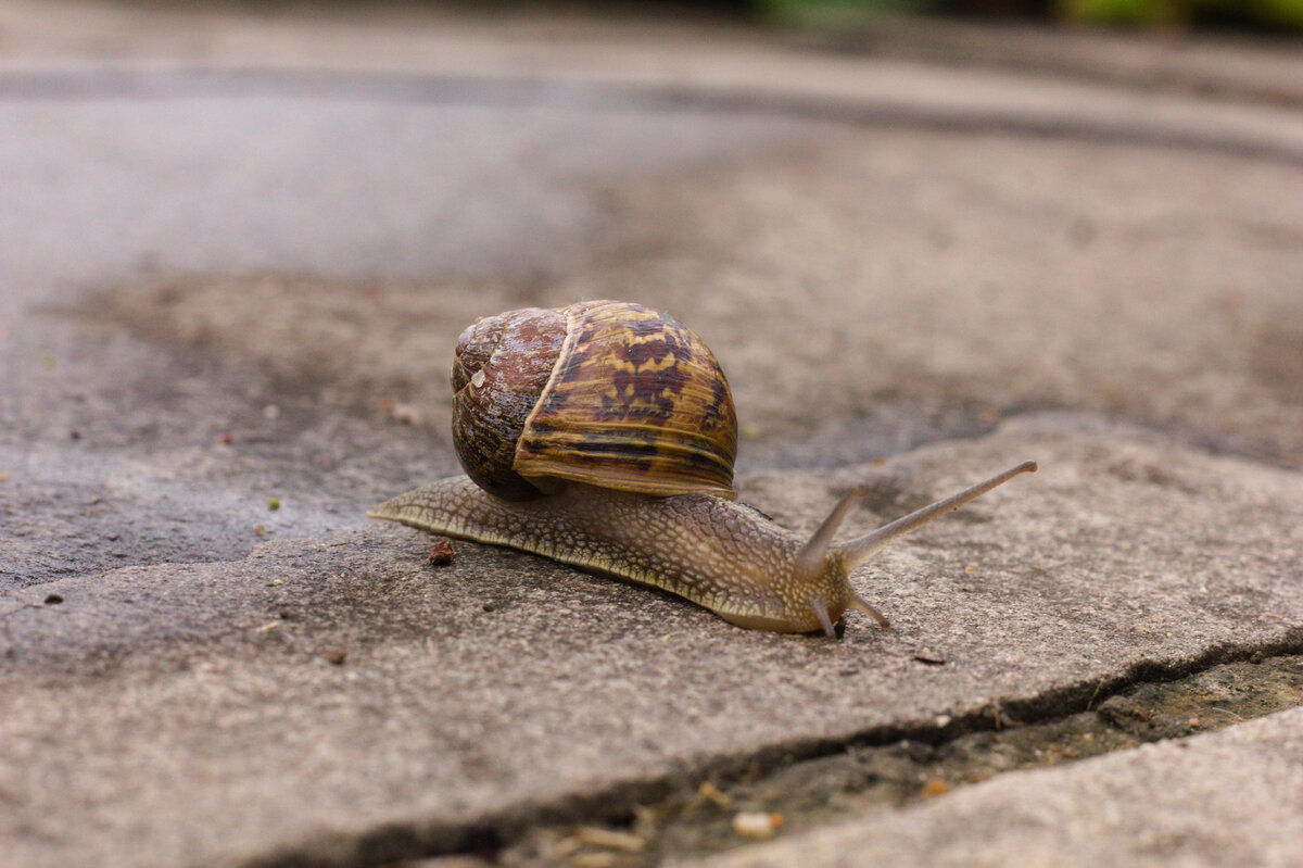 Schnecke einsam und verhltnismig schnell auf feuchtem Weg unterwegs am 24.07.2021. 