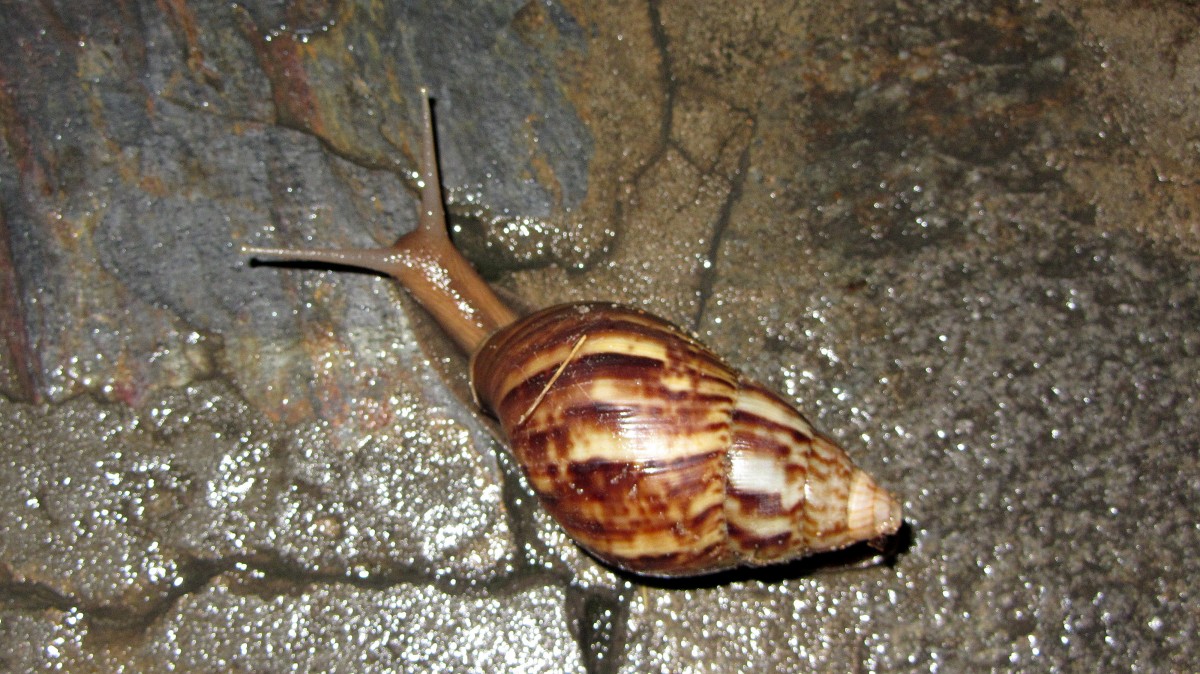 Schnecke kam nach einem heftigen Regenschauer am Abend des 25. August 2013 in Mui Ne in Vietnam zum Vorschein.