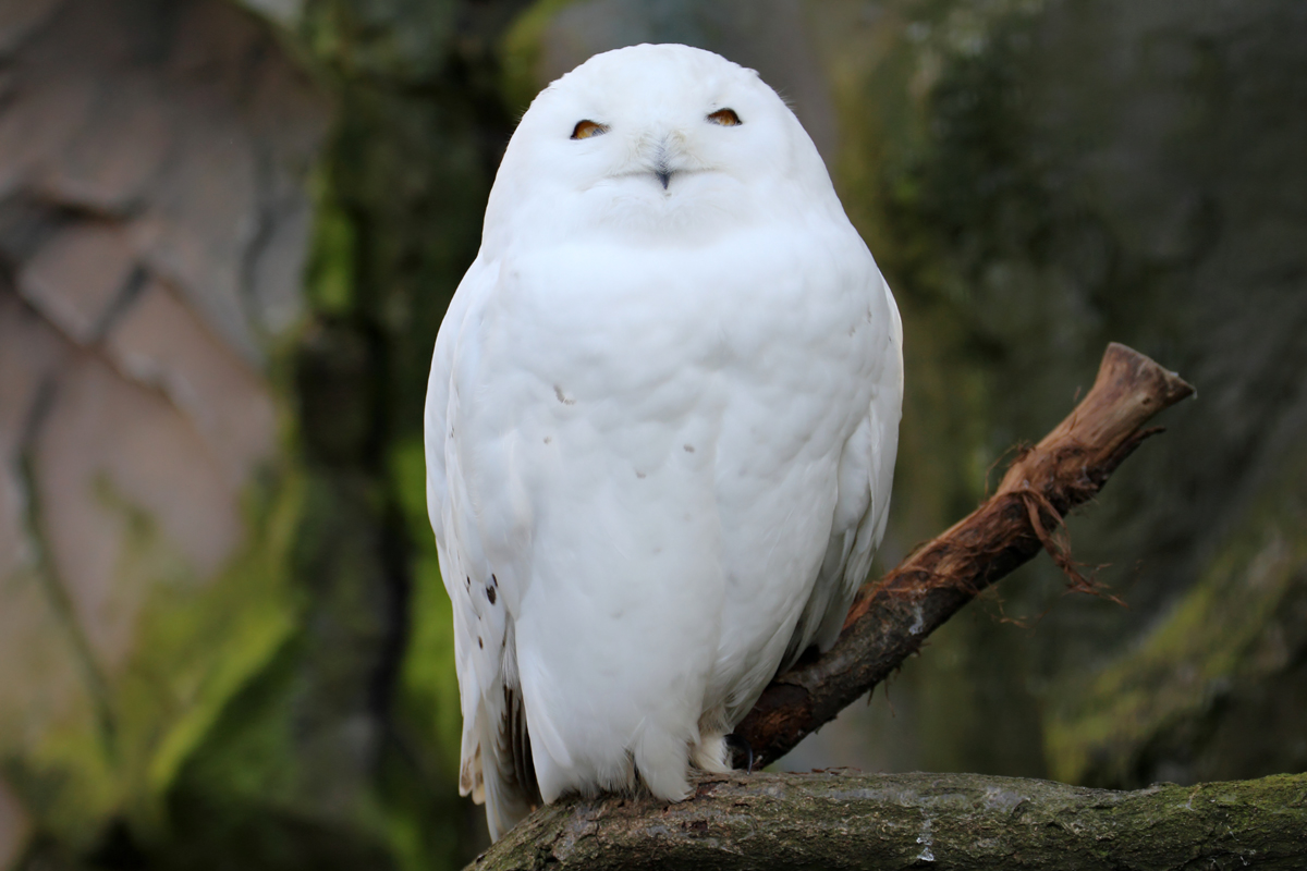 Schnee-Eule in der ZOOM Erlebniswelt Gelsenkirchen 8.3.2015