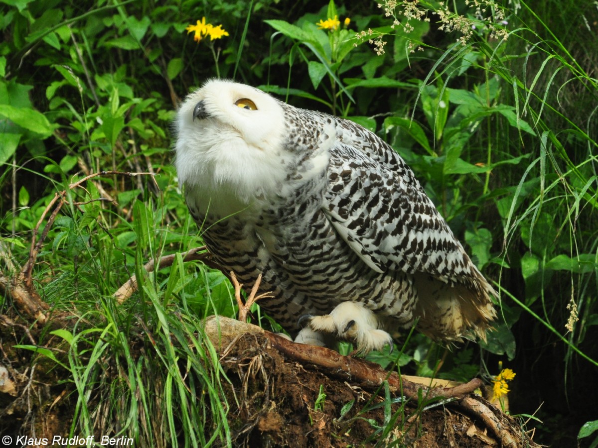 Schnee-Eulen-Weibchen (Nyctea oder Bubo scandiaca). Grovoliere fr Eulen in Borava Lada / Sumava Nationalpark /Tschechien