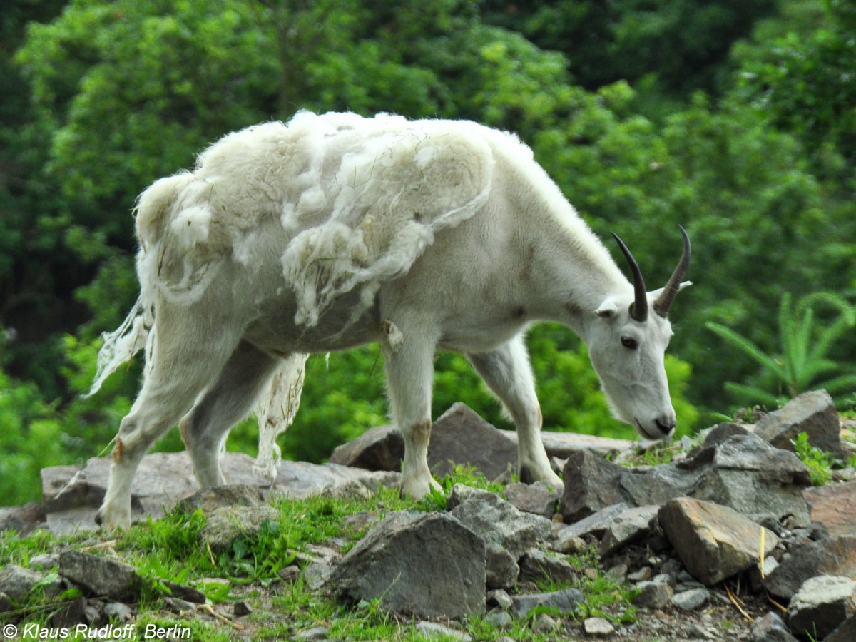 Schneeziege oder Shneegemse (Oreamnos americanus). Weibchen im Fellwechsel im Zoo und Botanischen Garten Pilsen (Plzen, Juni 2015).