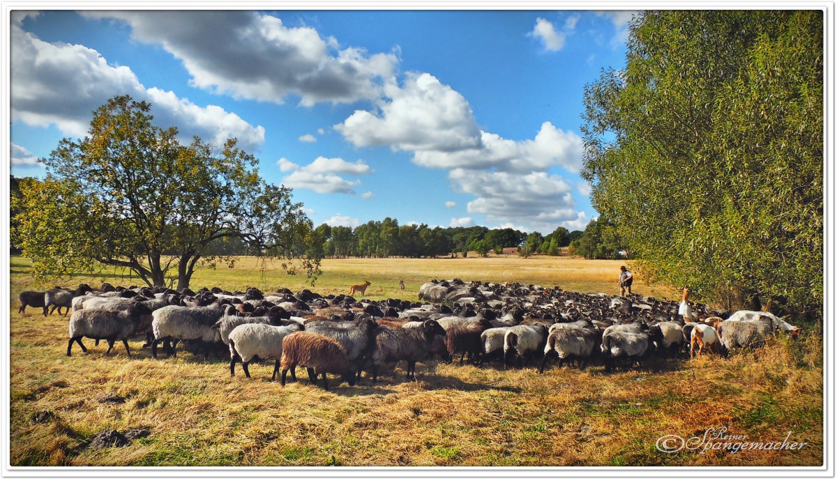 Schnuckenherde auf dem Weg zur Trnke nach Niederhaverbeck, September 2014.