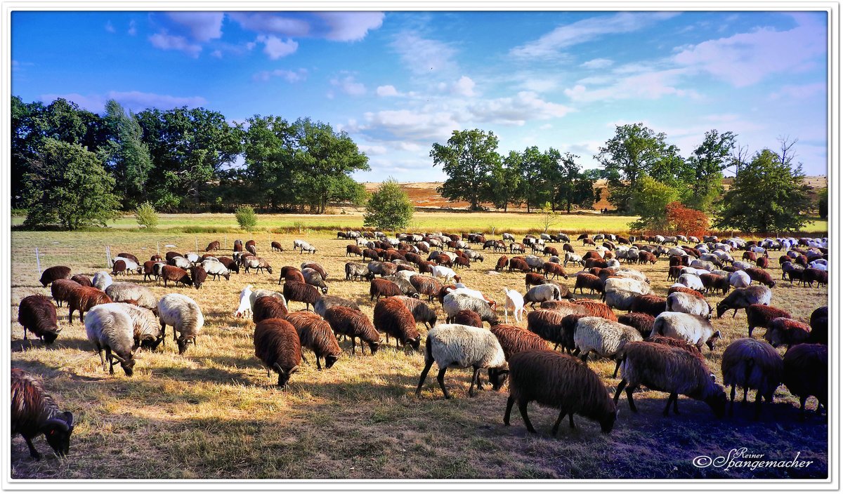 Schnuckenherde bei Niederhaverbeck, Lneburger Heide August 2018