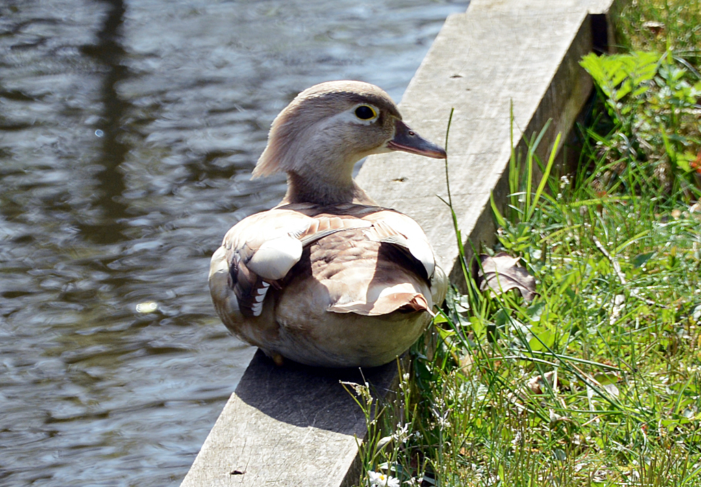 Schopfente  an Land  in Erftstadt - 02.04.2014