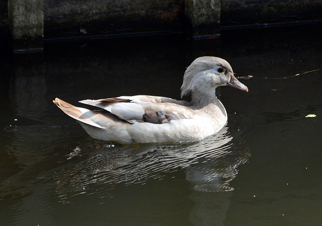 Schopfente im Schlopark Gracht in Erftstadt-Liblar - 02.04.2014