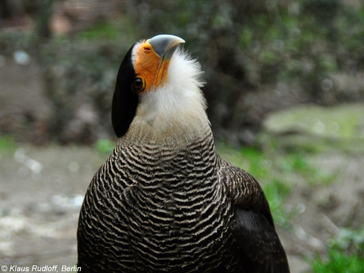 Schopfkarakara (Polyborus plancus oder Caracara plancus) im Zoologischen Garten Berlin (April 2015)