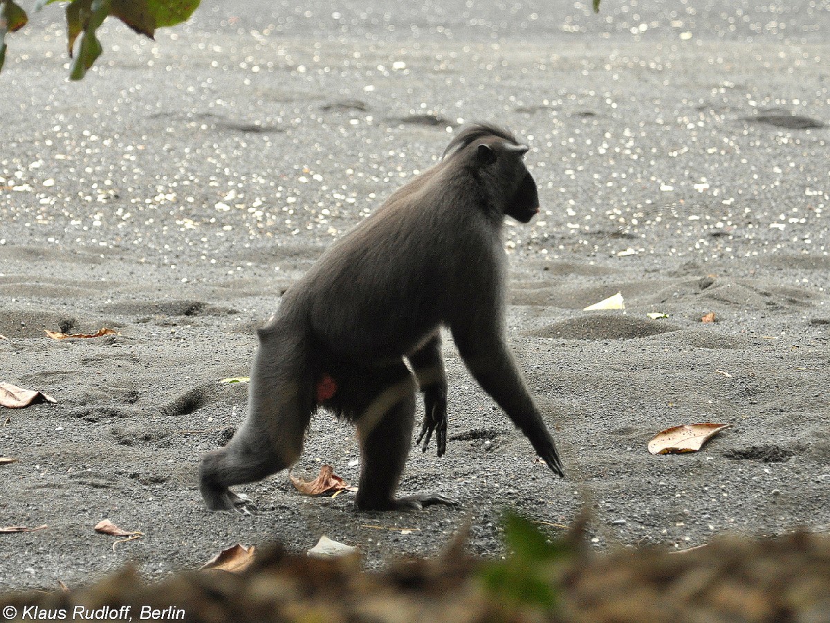 Schopfmakak (Macaca nigra) im Tangkoko National Park (Nord-Sulawesi, November 2013).