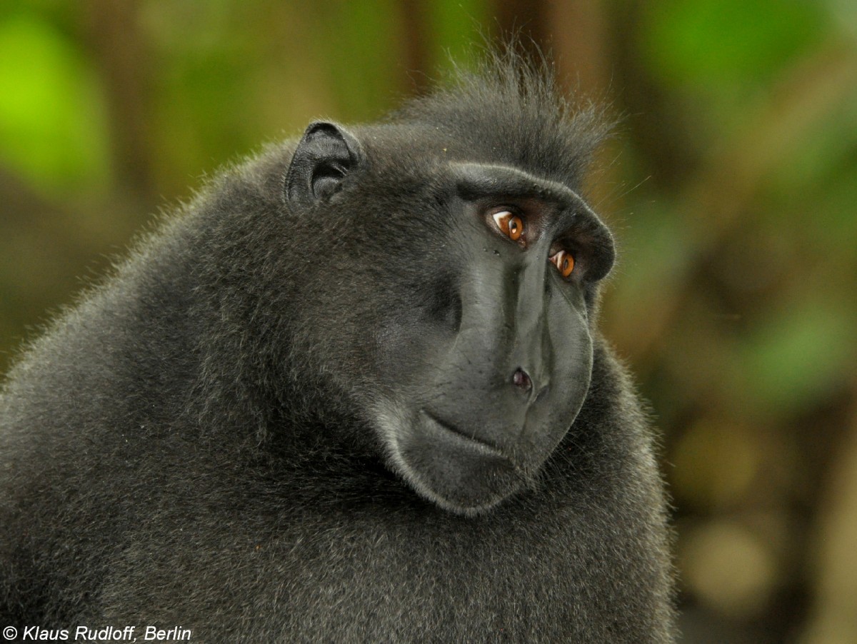 Schopfmakak (Macaca nigra) im Tangkoko National Park (Nord-Sulawesi, November 2013).