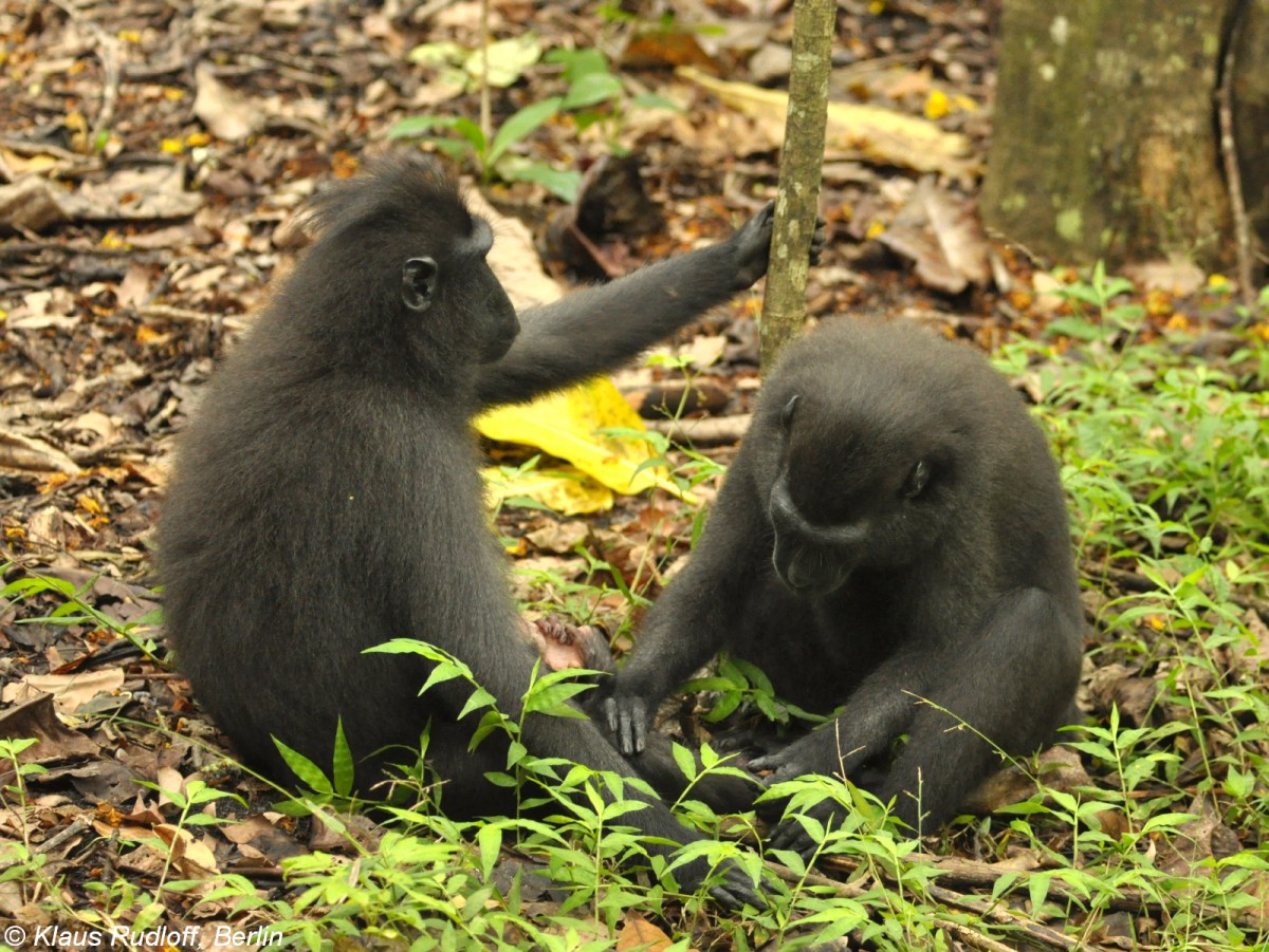 Schopfmakaken bei gegenseitiger Fellpflege (Macaca nigra) im Tangkoko National Park (Nord-Sulawesi, November 2013).