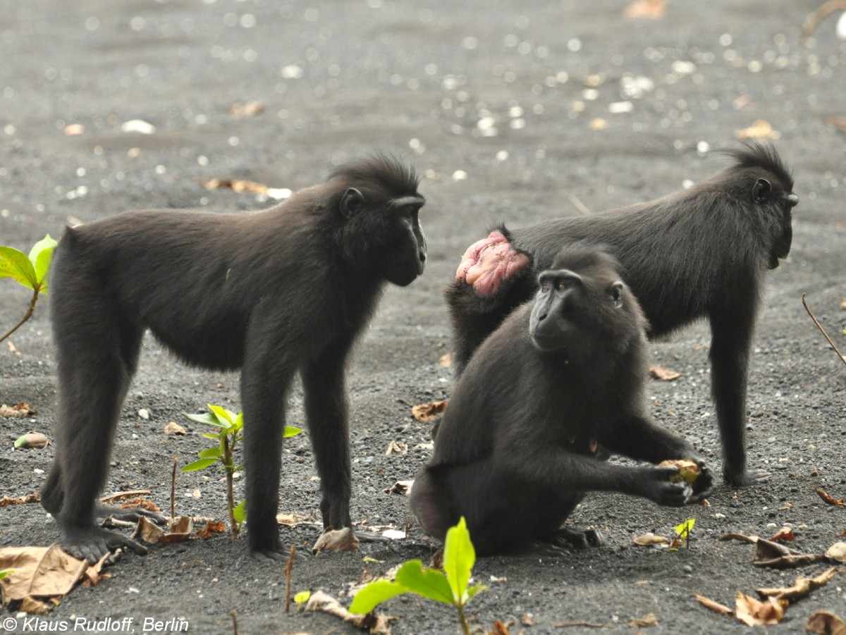 Schopfmakaken (Macaca nigra) im Tangkoko National Park (Nord-Sulawesi, November 2013).