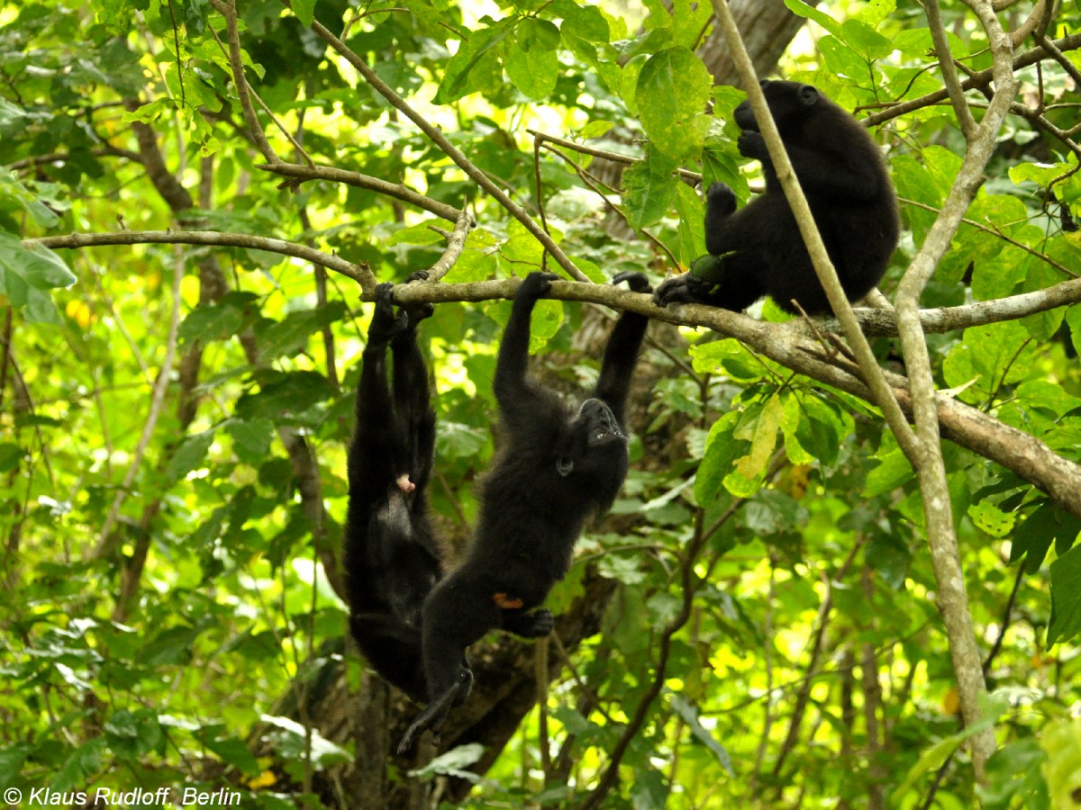 Schopfmakak(Macaca nigra) im Tangkoko National Park - Manado (Nordost-Sulawesi, November 2013).