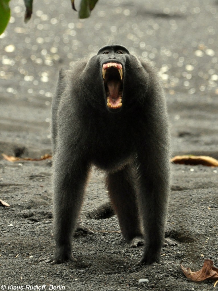 Schopfmakak(Macaca nigra) im Tangkoko National Park - Manado (Nordost-Sulawesi, November 2013).