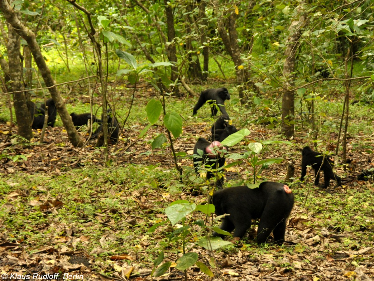 Schopfmakak(Macaca nigra) im Tangkoko National Park - Manado (Nordost-Sulawesi, November 2013).