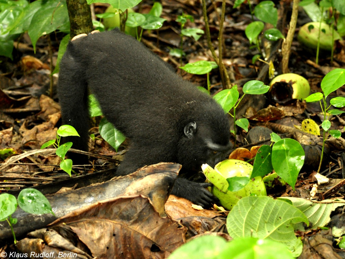 Schopfmakak(Macaca nigra) im Tangkoko National Park - Manado (Nordost-Sulawesi, November 2013).