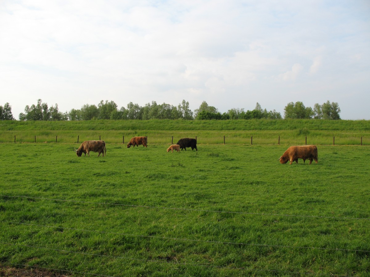 Schottische Hochlandrinder am Deich in Bderich - 2015-05-21-19-18-19