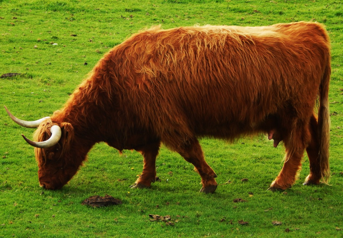 SCHOTTISCHES HOCHLANDRIND beim Grasen am 5.10.2014 im Tier-und Wildpark
BAD MARIENBERG (Westerwald)