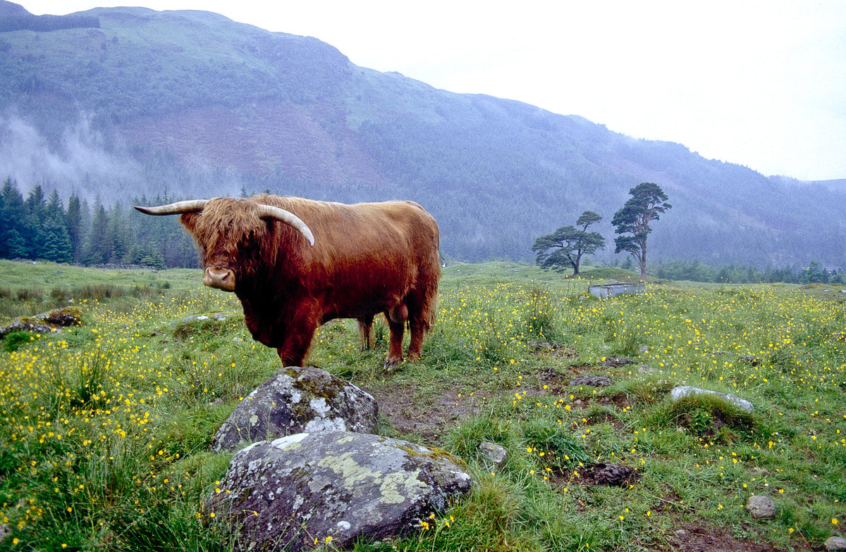 Schottisches Hochlandrind (Highland Cattle). Bild vom Dia. Aufnahme: Juni 1991.