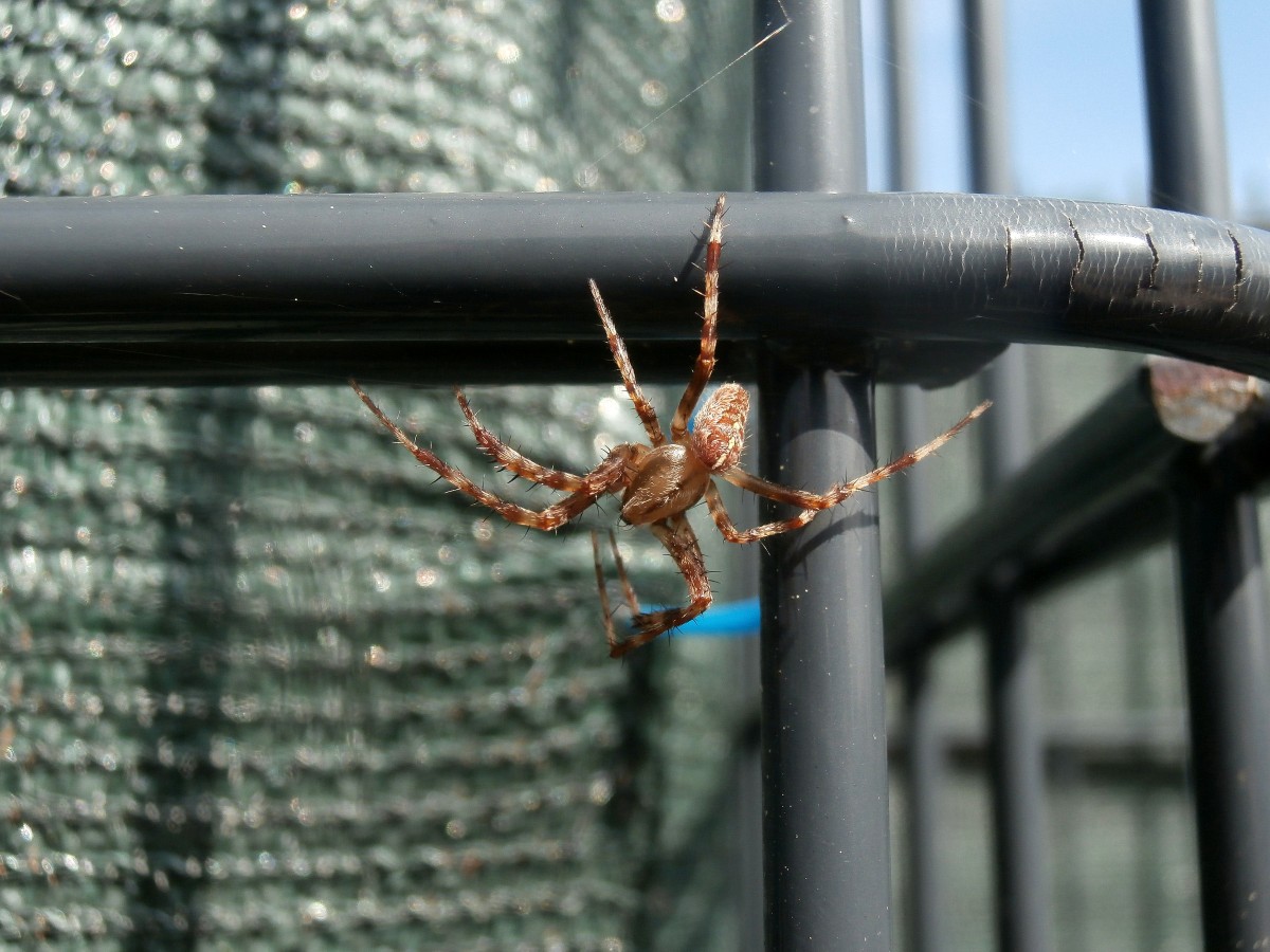 Schrge Ansichten oder? Nahaufnahme einer Spinne in Essen Steele Ost.

Essen 21.09.2014