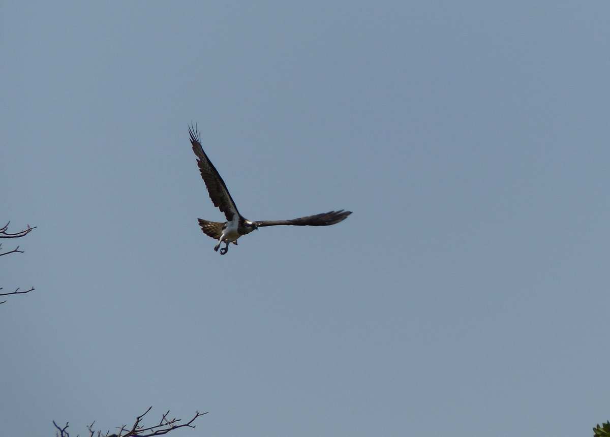 Schreiadler ( Calanga pomerina ) ber dem Gambia River im Mrz 2019