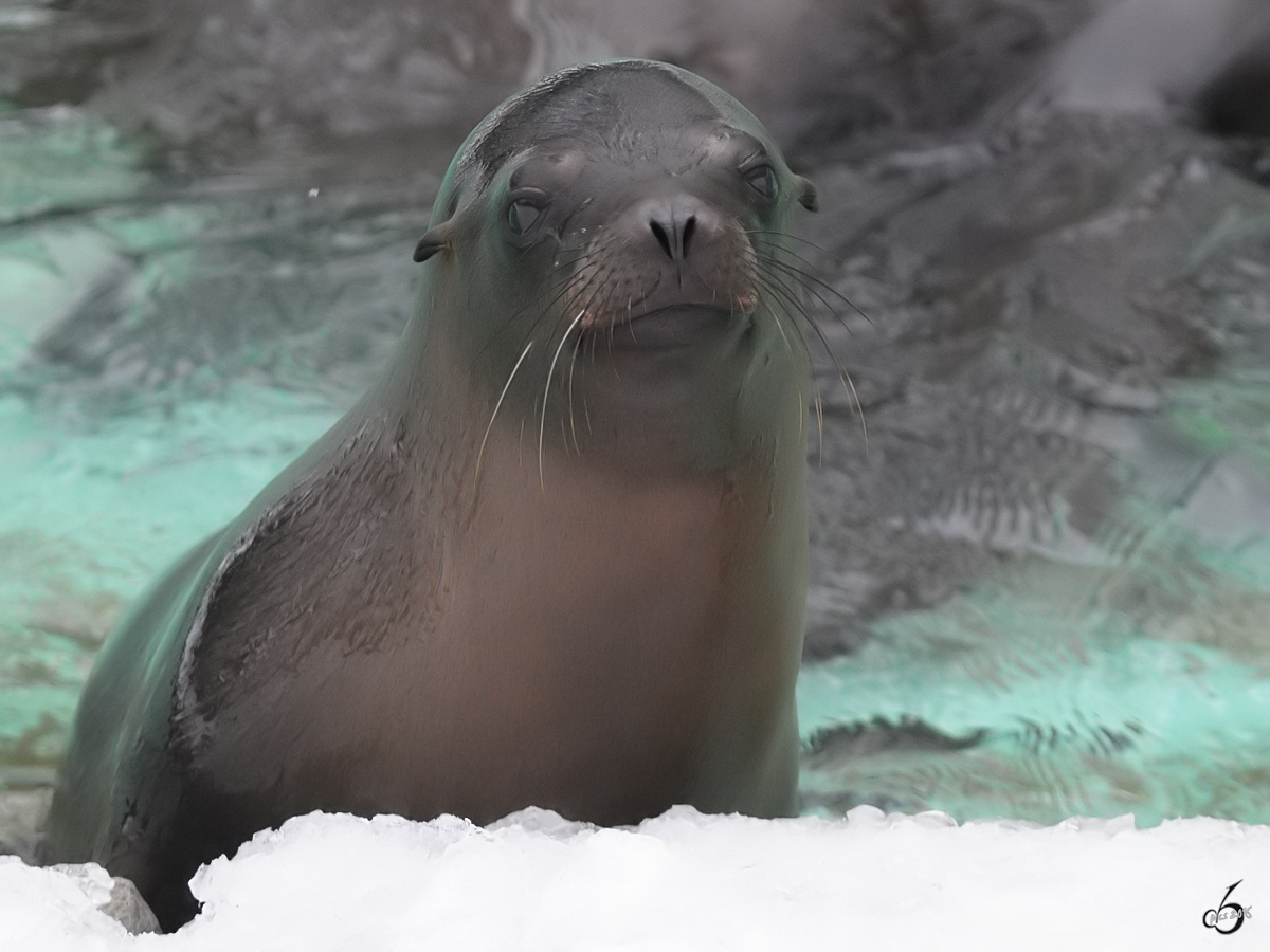 Schchterner Blick eines Seebren im Zoo Dortmund. (Februar 2010)