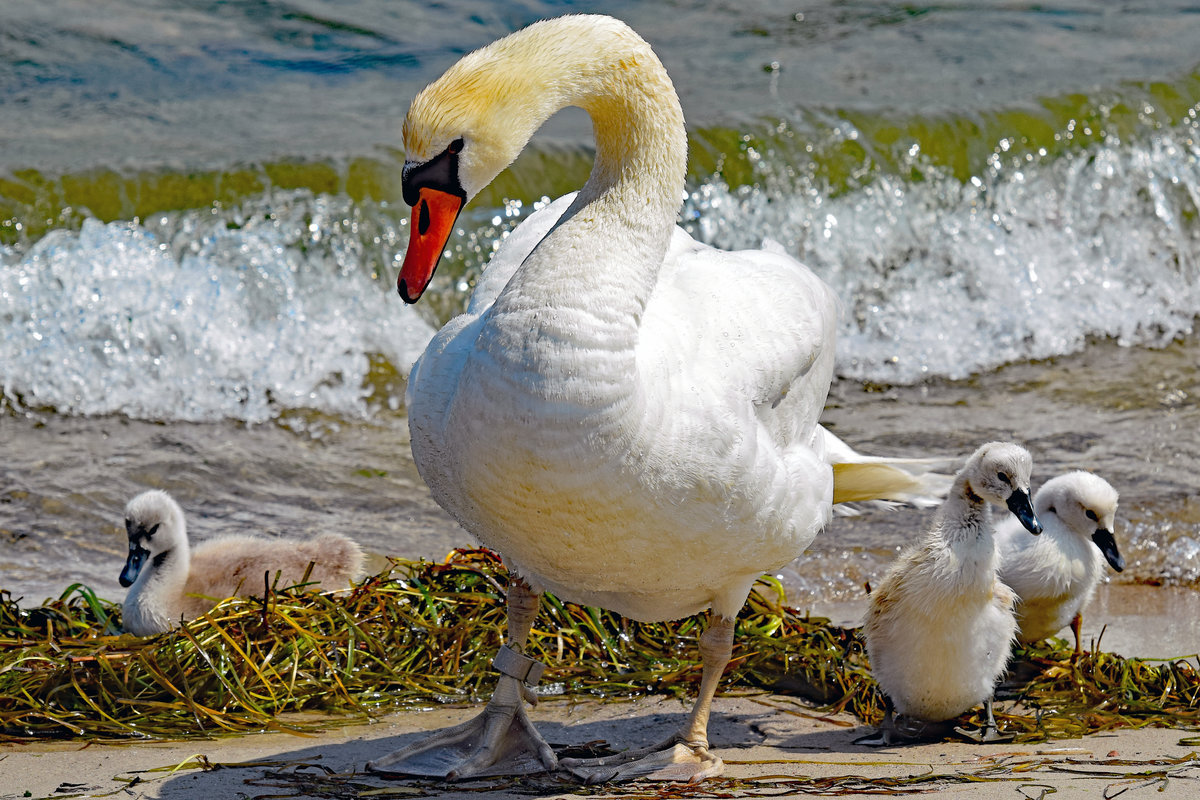 Schwne an der Ostsee bei Lbeck-Travemnde. 27.06.2020