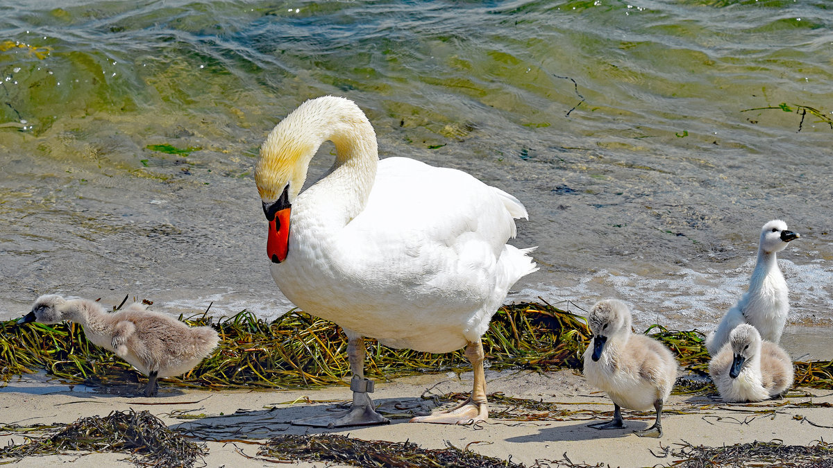 Schwne an der Ostsee bei Lbeck-Travemnde. 27.06.2020