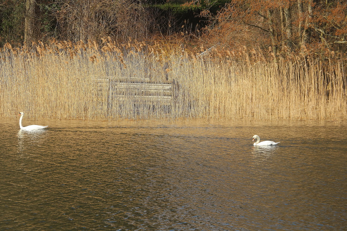 Schwne an einer der vielen Anlegestellen am Scharmtzelsee am 05. Mrz 2022. 