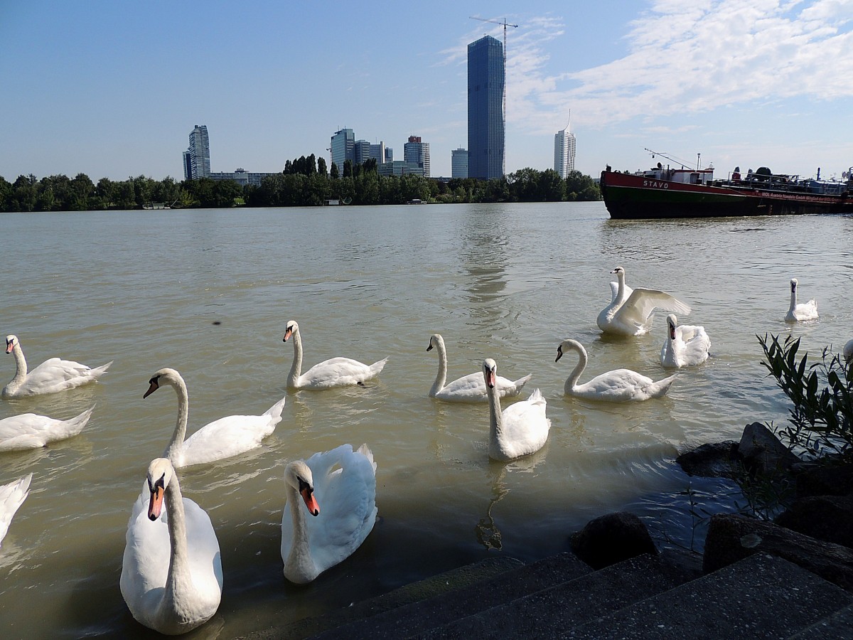 Schwne(Cygnini) in der Donau bei Wien; 130829