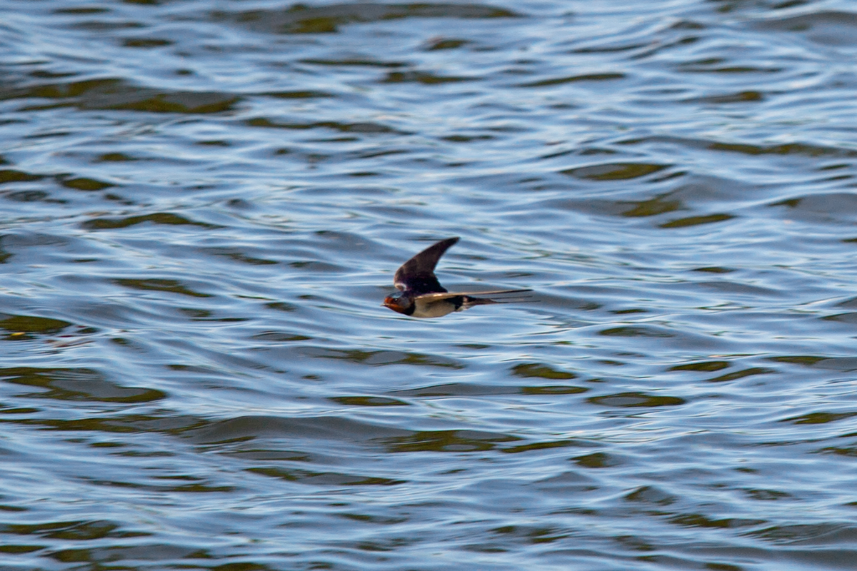 Schwalbe auf der Jagt nach Insekten an der Wasseroberflche. - 04.07.2014