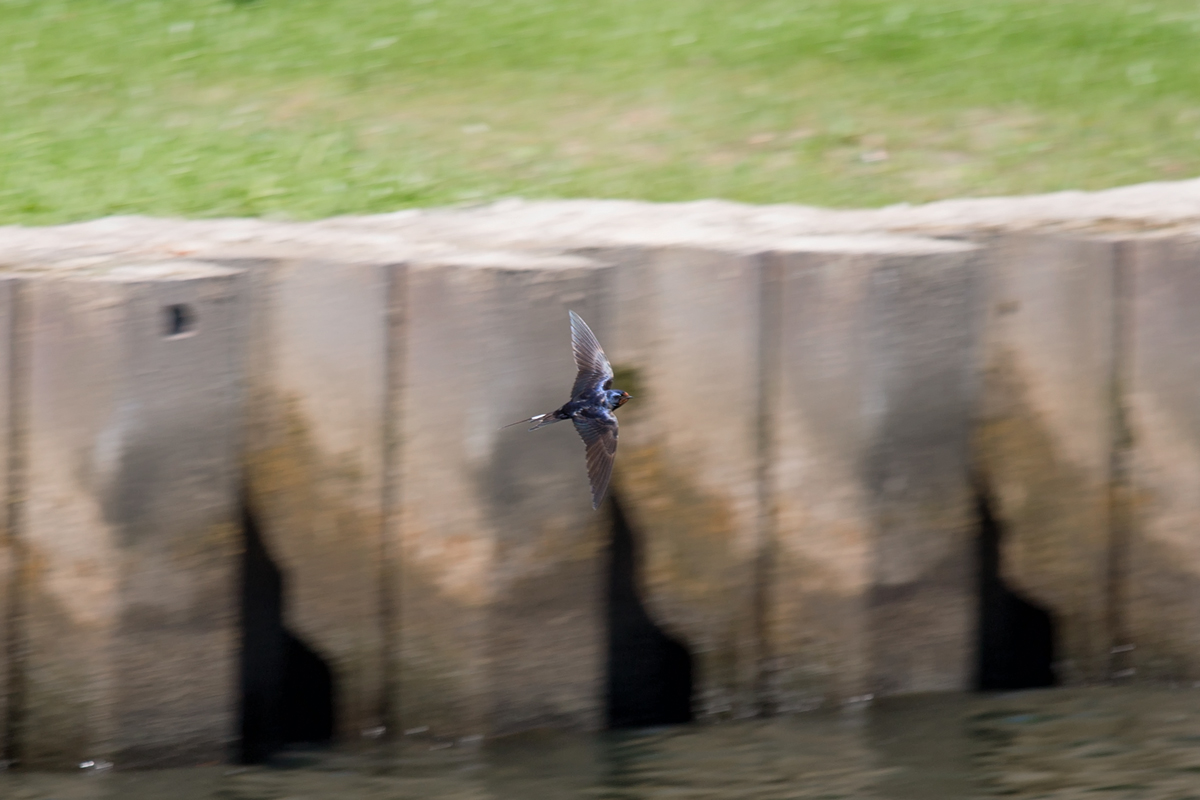 Schwalbe auf der Jagt nach Insekten an der Wasseroberflche. - 04.07.2014