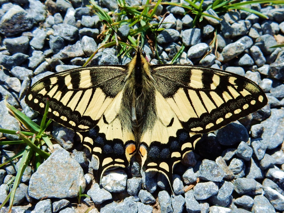 Schwalbenschwanz (Papilio machaon). Aufgenommen am 3. Juni 2015, auf dem Kronberg (1'662,8 m.ü.M.) Kanton Appenzell Innerrhoden, Schweiz