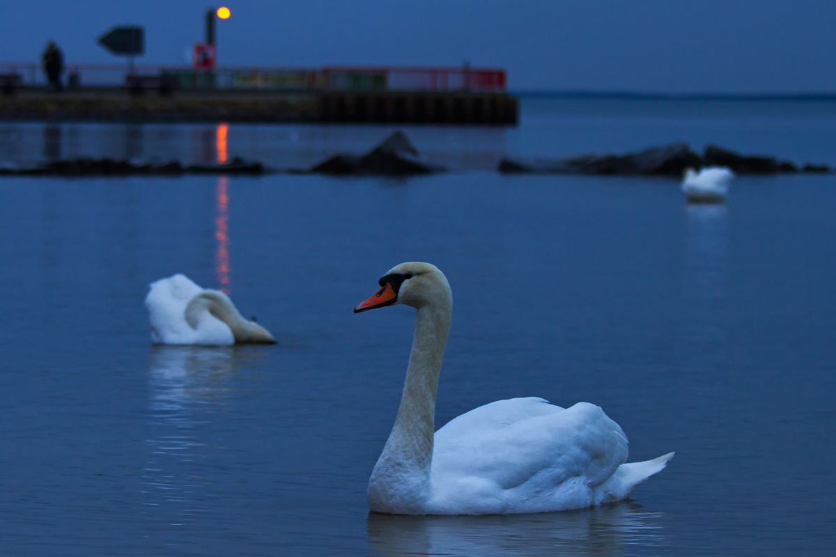 Schwan abends am Strand von Ueckermnde. - 28.12.2013