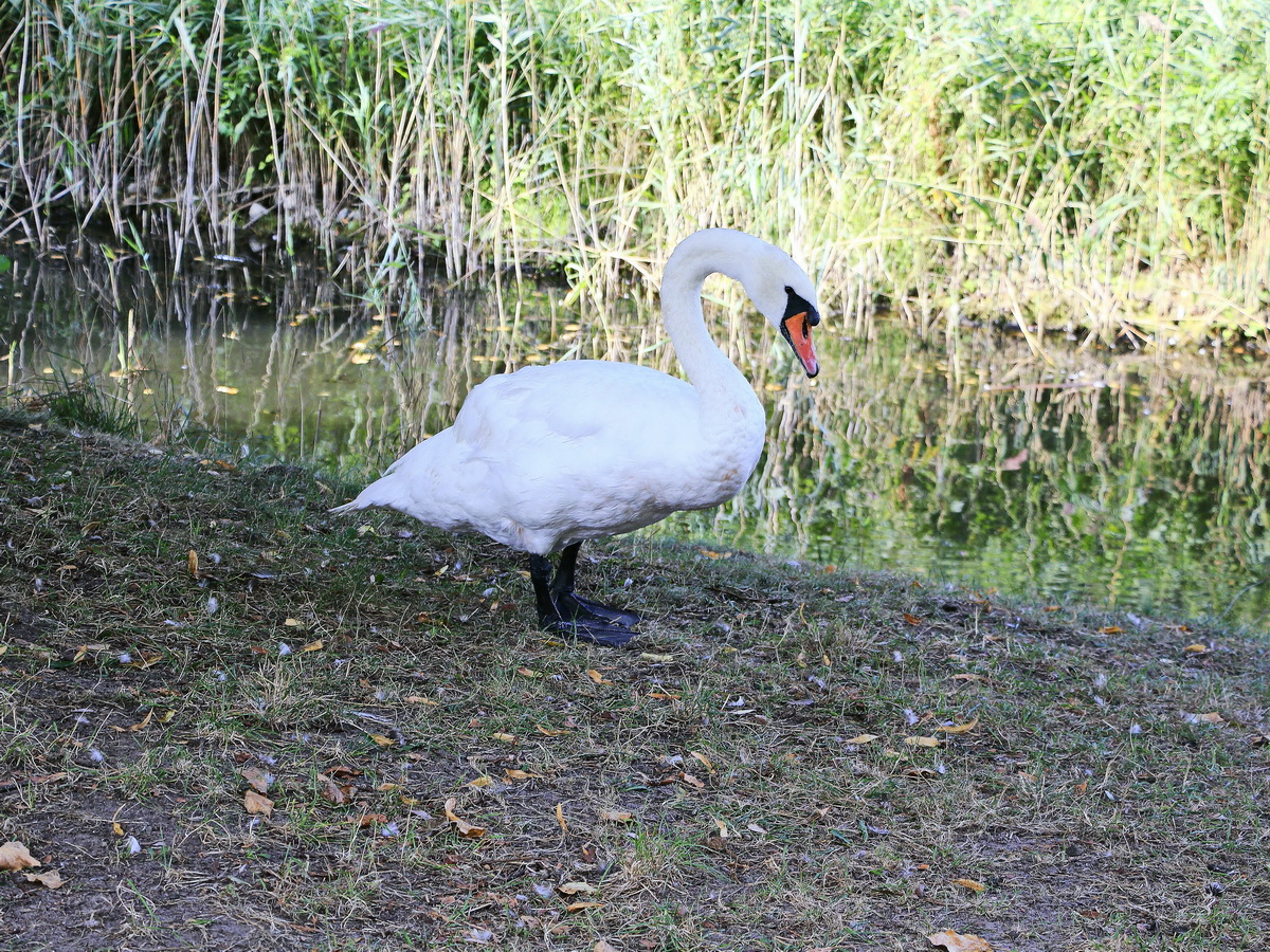 Schwan am 29. August 2019 am Rande des Sackkanal bei Heringsdorf.