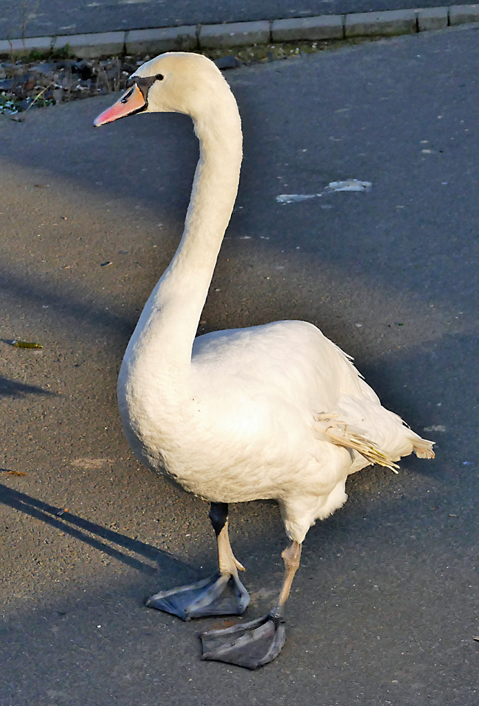 Schwan am Rheinufer Graurheindorf - 18.01.2017