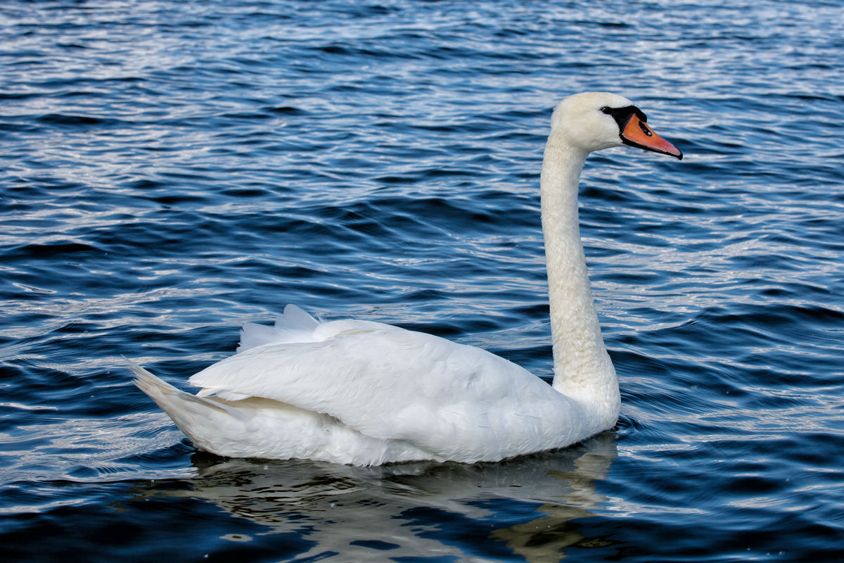 Schwan auf dem Stettiner Haff. - 28.06.2015