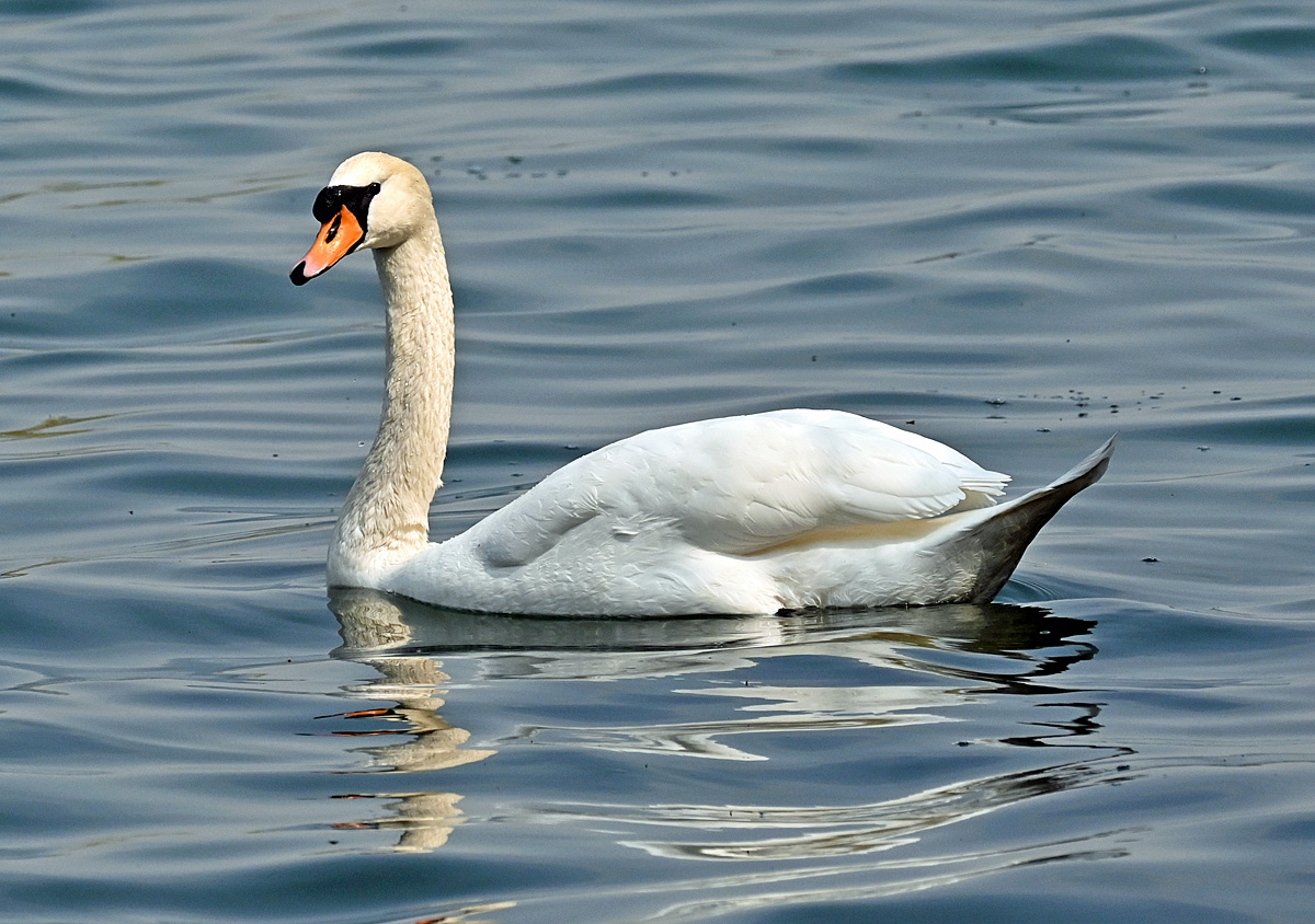 Schwan auf dem Zlpicher See - 21.04.2021