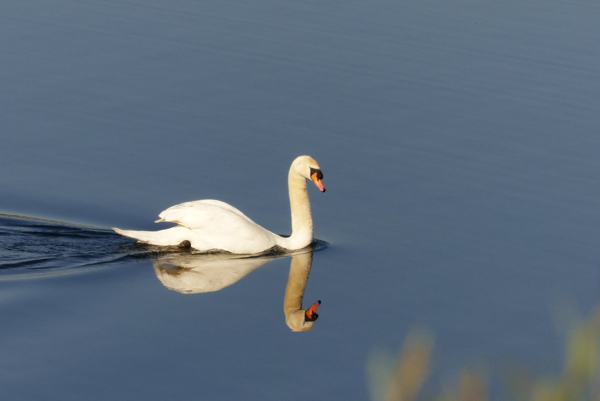 Schwan aufgenommen am Stadtparksee in Norderstedt am 05.06.2016