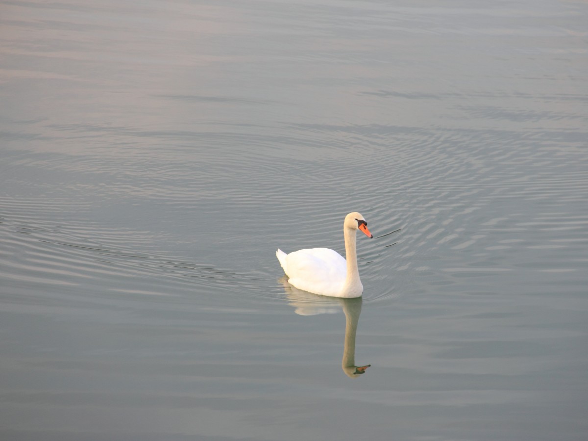 Schwan bei Trieb am 02.03.2014.