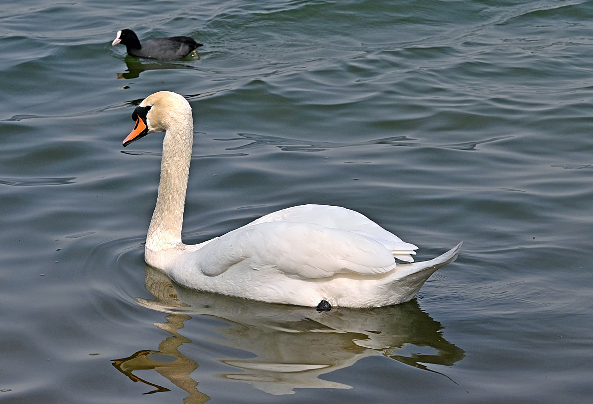 Schwan und Blsshuhn im Zlpicher See - 21.04.2021