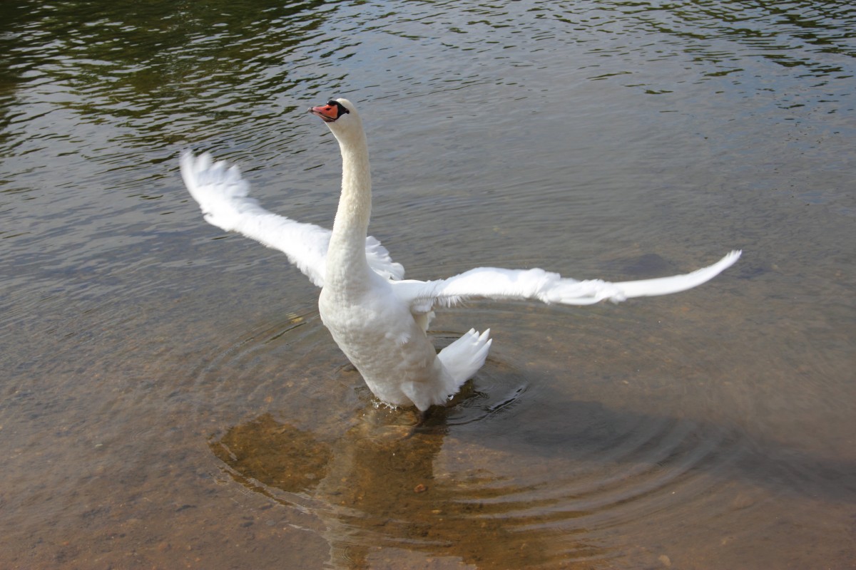 Schwan in Coburg am 12.09.2015.