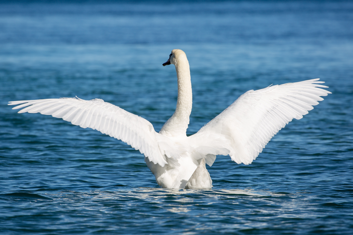 Schwan geniesst die Sonnenstrahlen im April. - 25.04.2021
