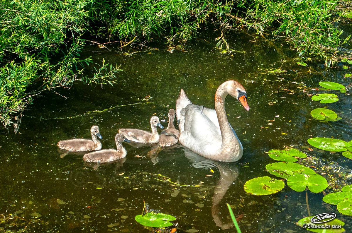 Schwan mit Kken im Werderland, Bremen